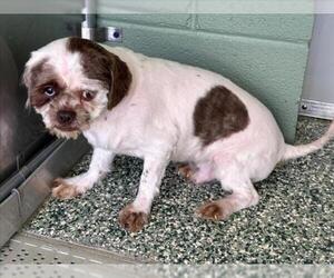 Maltese-Unknown Mix Dogs for adoption in Salisbury, NC, USA