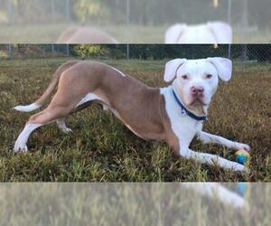 American Staffordshire Terrier Dogs for adoption in Alexandria, VA, USA