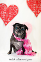 Pug Dogs for adoption in north little rock, AR, USA