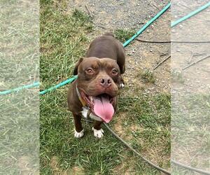 American Pit Bull Terrier-Unknown Mix Dogs for adoption in Front Royal, VA, USA