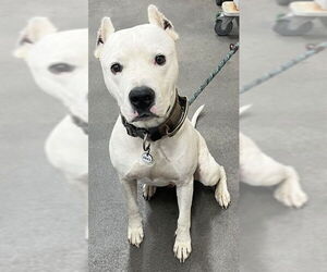 Argentinian Mastiff Dogs for adoption in Forestville, MD, USA