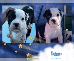 Mutt Dogs for adoption in Walnutport, PA, USA