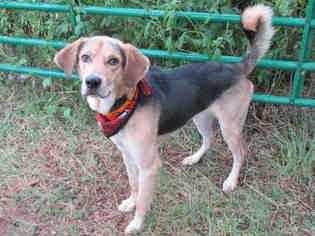 English Foxhound Dogs for adoption in Oklahoma City, OK, USA