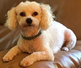 Bichon Frise Dogs for adoption in Cary, NC, USA