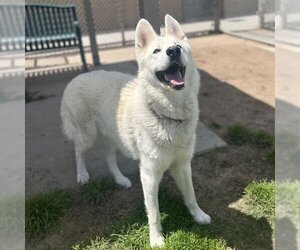 - Mix Dogs for adoption in Modesto, CA, USA