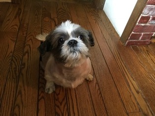 Shih Tzu Dogs for adoption in Haymarket , VA, USA