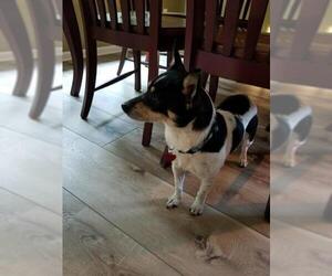 Jack-Rat Terrier Dogs for adoption in Rural Hall, NC, USA