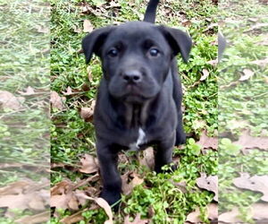 Labrador Retriever-Unknown Mix Dogs for adoption in Green Forest, AR, USA
