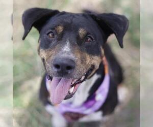 American Staffordshire Terrier Dogs for adoption in San Antonio, TX, USA