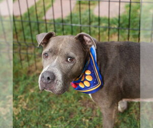 American Staffordshire Terrier-Unknown Mix Dogs for adoption in San Antonio, TX, USA
