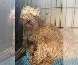Poodle (Miniature)-Unknown Mix Dogs for adoption in New York, NY, USA