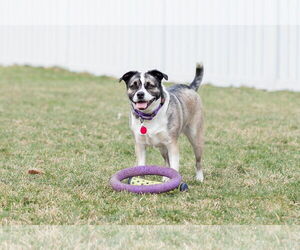 Mutt Dogs for adoption in Rochester, NY, USA