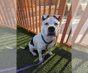 American Pit Bull Terrier-Unknown Mix Dogs for adoption in Las Vegas, NV, USA