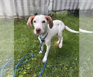 Mutt Dogs for adoption in Boston, MA, USA