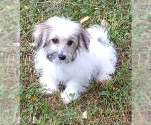 Coton de Tulear Dogs for adoption in Cumming, GA, USA
