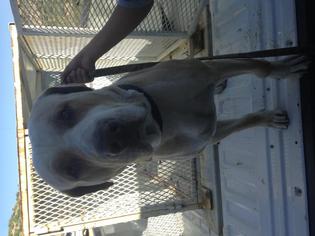 Mastiff Dogs for adoption in Globe, AZ, USA