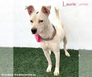 American Staffordshire Terrier-Boxer Mix Dogs for adoption in San Diego, CA, USA