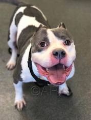 American Pit Bull Terrier Dogs for adoption in Lake Ann, MI, USA