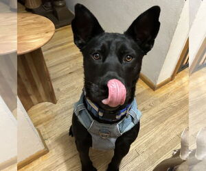 Labrador Retriever-Unknown Mix Dogs for adoption in Fargo, ND, USA