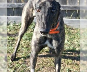 Greyhound Dogs for adoption in Grandville, MI, USA
