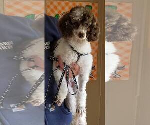 Poodle (Toy) Dogs for adoption in Alexander, AR, USA