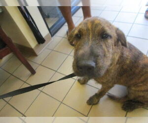 Mutt Dogs for adoption in Ocala, FL, USA