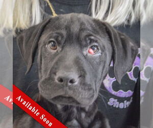 Mutt Dogs for adoption in Huntley, IL, USA