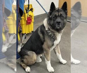 Akita Dogs for adoption in Forestville, MD, USA