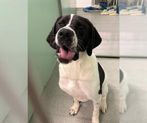 Great Dane-Unknown Mix Dogs for adoption in Palmetto, FL, USA