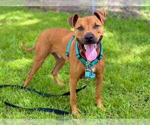 American Pit Bull Terrier Dogs for adoption in Vero Beach, FL, USA