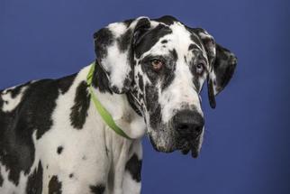 Great Dane Dogs for adoption in West Palm Beach, FL, USA