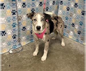 Collie-Unknown Mix Dogs for adoption in Rosenberg, TX, USA
