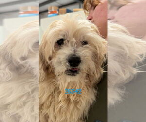 Maltese-Unknown Mix Dogs for adoption in Chico, CA, USA