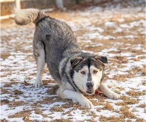Alaskan Malamute Dogs for adoption in Dedham, MA, USA