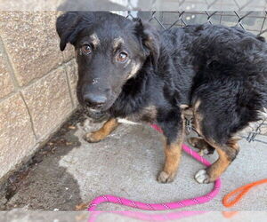 German Shepherd Dog-Unknown Mix Dogs for adoption in Tulsa, OK, USA