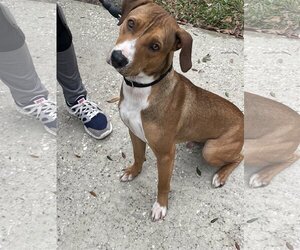 Bogle Dogs for adoption in Orlando, FL, USA