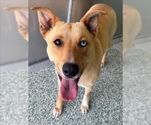 Labrador Retriever-Unknown Mix Dogs for adoption in Salisbury, NC, USA