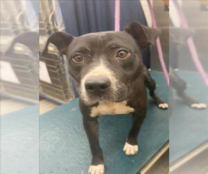 American Staffordshire Terrier-Unknown Mix Dogs for adoption in Mobile, AL, USA