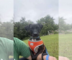 Mutt Dogs for adoption in Candler, NC, USA