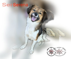 Mutt Dogs for adoption in Princeton, British Columbia, Canada