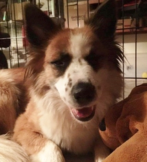 Border-Aussie Dogs for adoption in Memphis, TN, USA