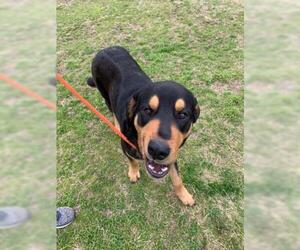 Rottweiler-Unknown Mix Dogs for adoption in Dallas, TX, USA