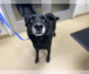 German Shepherd Dog-Unknown Mix Dogs for adoption in Chula Vista, CA, USA