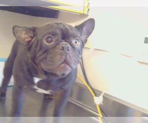 French Bulldog-Unknown Mix Dogs for adoption in Sacramento, CA, USA