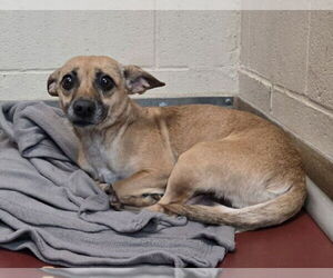 Chiweenie Dogs for adoption in Martinez, CA, USA