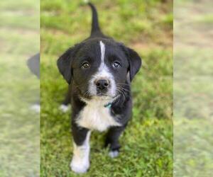Sheprador Dogs for adoption in Pawtucket, RI, USA