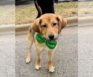 Golden Retriever-Unknown Mix Dogs for adoption in GILBERTS, IL, USA