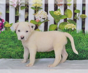 Australian Cattle Dog-Unknown Mix Dogs for adoption in Oroville, CA, USA