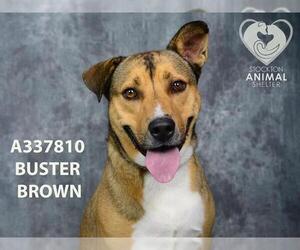 Labrador Retriever Dogs for adoption in Stockton, CA, USA