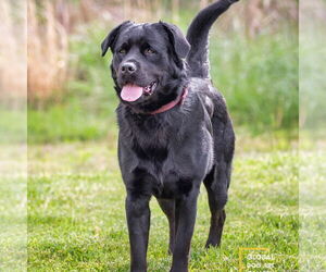 Labrador Retriever-Unknown Mix Dogs for adoption in Bristol, CT, USA